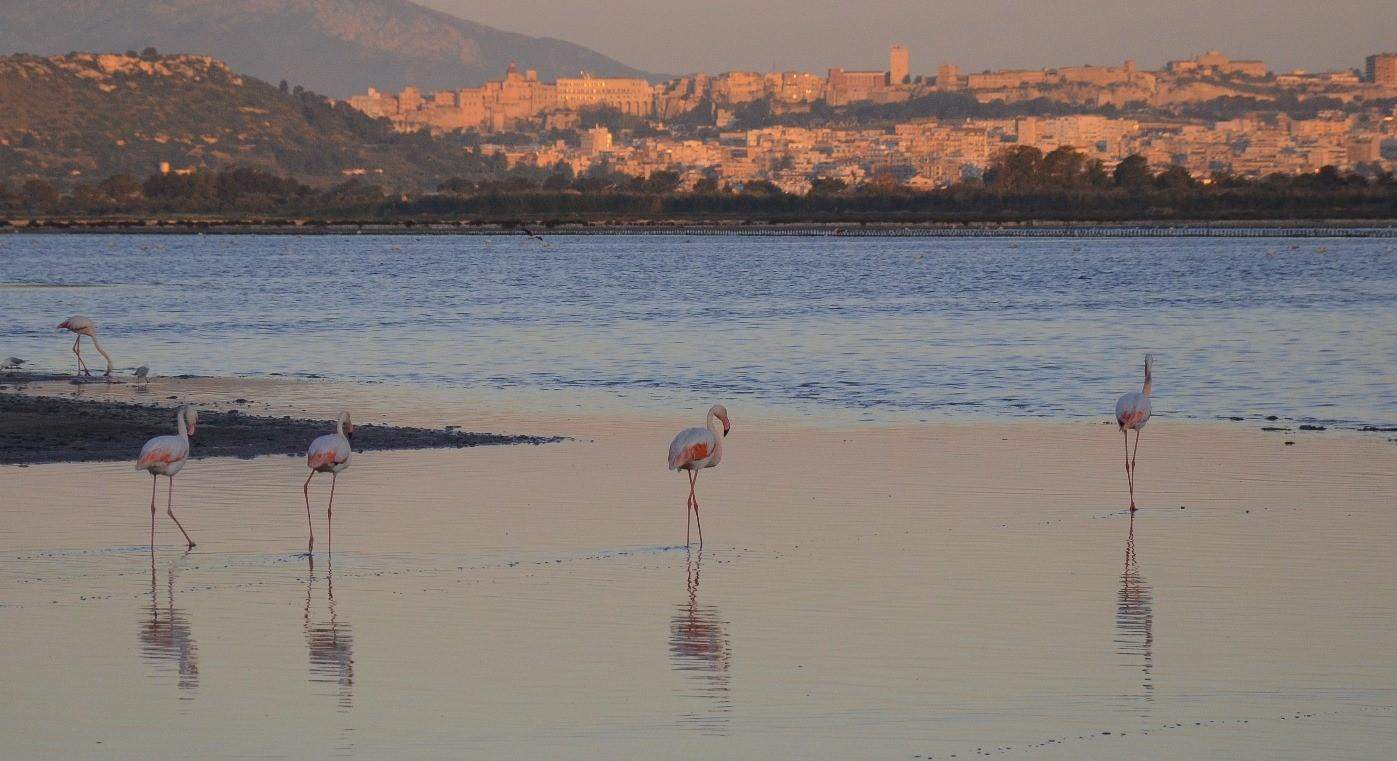 Flamingi na Sardynii, flamingi Cagliari Quartu Sant'Elena